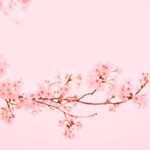 pink flowers at bloom